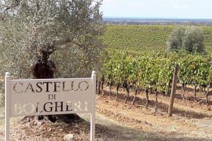 Weinfelder von Castello di Bolgheri
